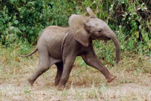 baby elephant prancing
